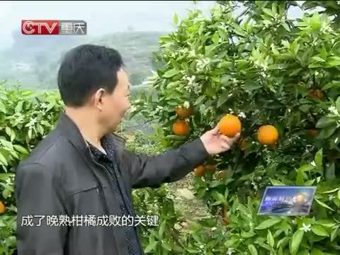 新闻解码 《新闻解码》 20140502 晚熟柑橘“重庆造”