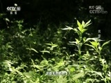 地理中国 《地理中国》 20171011 生境迷踪·武陵谜影（上）
