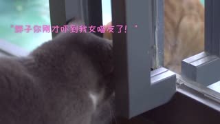 单身猫