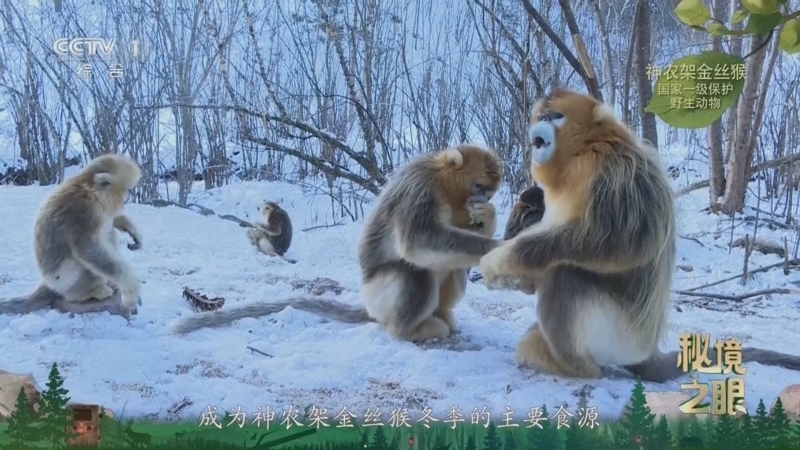 《秘境之眼》 神农架金丝猴 20260313