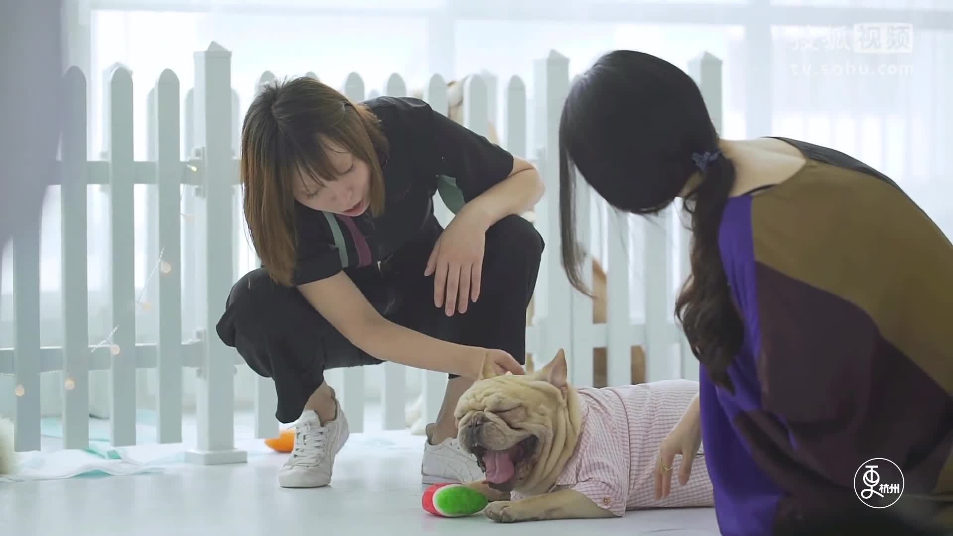 更杭州 美女让宠物狗穿上老公的衣服，意外走红登国际杂志
