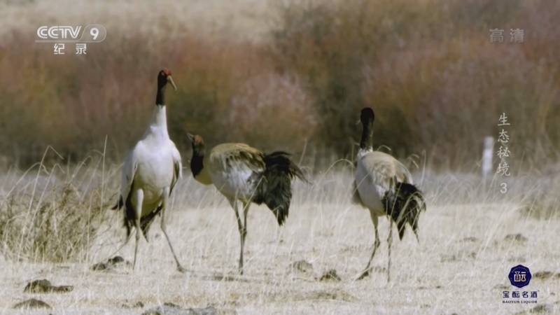 《生态秘境》 第3集 高原之肾