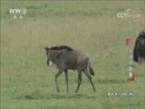 动物世界 《动物世界》 20180224 兄弟捕猎联盟
