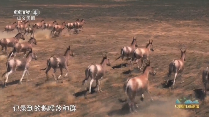 远方的家 《远方的家》 20250501 中国自然秘境 生命的荒原——卡拉麦里