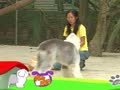 狗狗日记 第258天 我好幸福哦