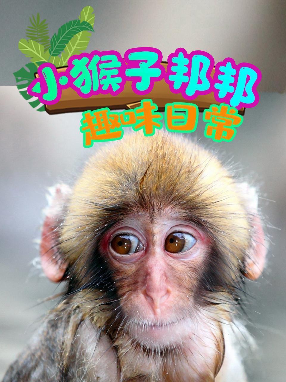 小猴子邦邦趣味日常