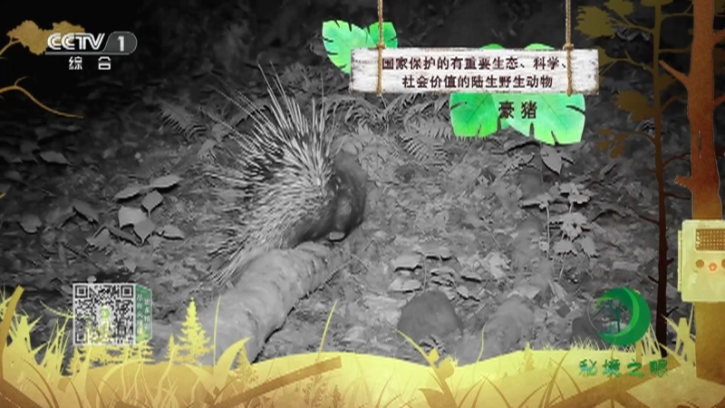 秘境之眼 《秘境之眼》 豪猪 20230317