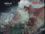 人与自然 《人与自然》 20110907 自然故事——野狼之谷（上）