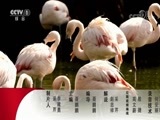 动物世界 《动物世界》 20180302 大象与羊的快乐生活