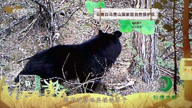 《秘境之眼》 丹顶鹤/四川羚牛/水獭/黑熊 20210612