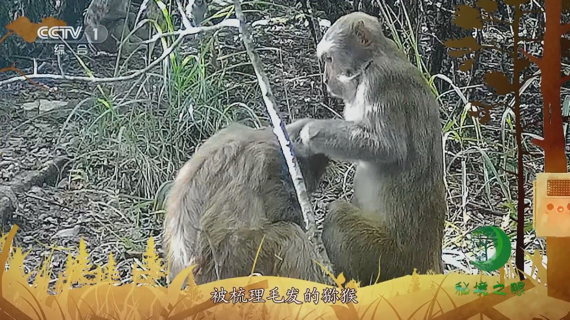 秘境之眼 《秘境之眼》 猕猴 20230808