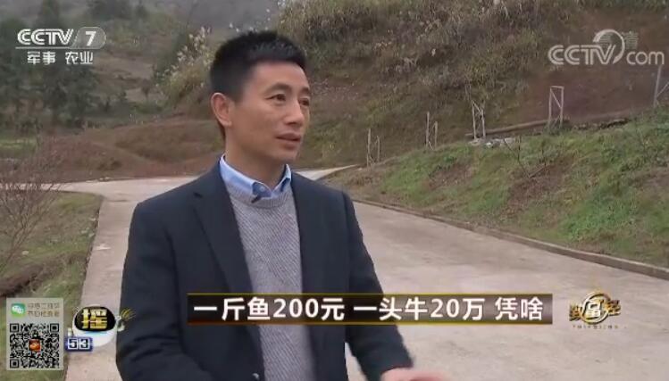 致富经 [致富经] 一斤鱼200元 一头牛20万 凭啥 20180209