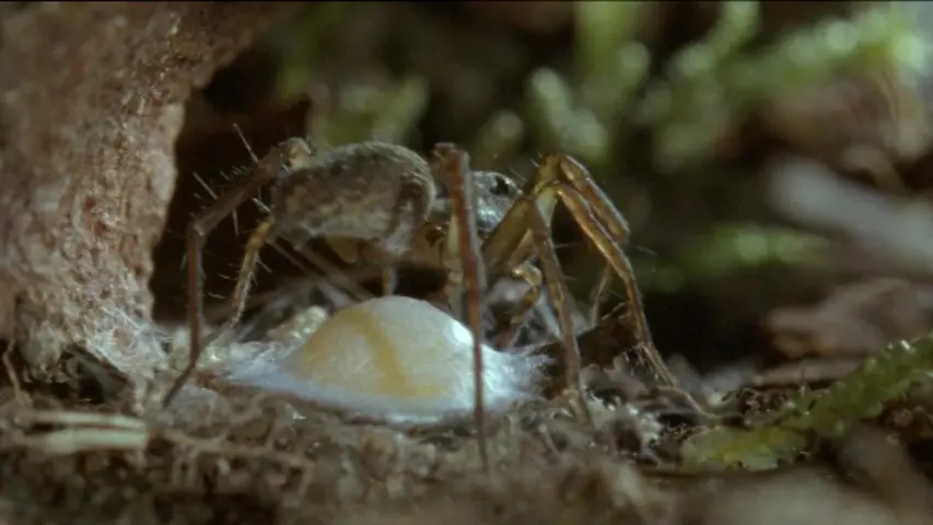 《林下生命》第3集