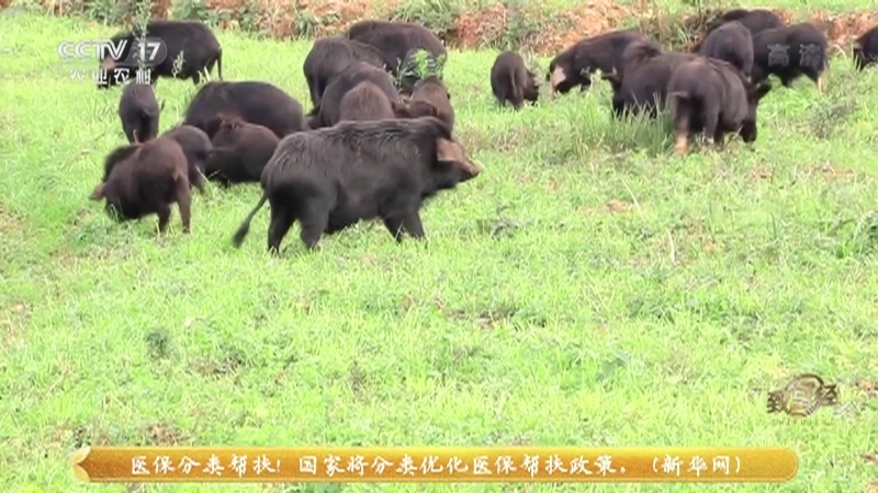 《致富经》 20210919 养难抓的猪 赚双赢的财