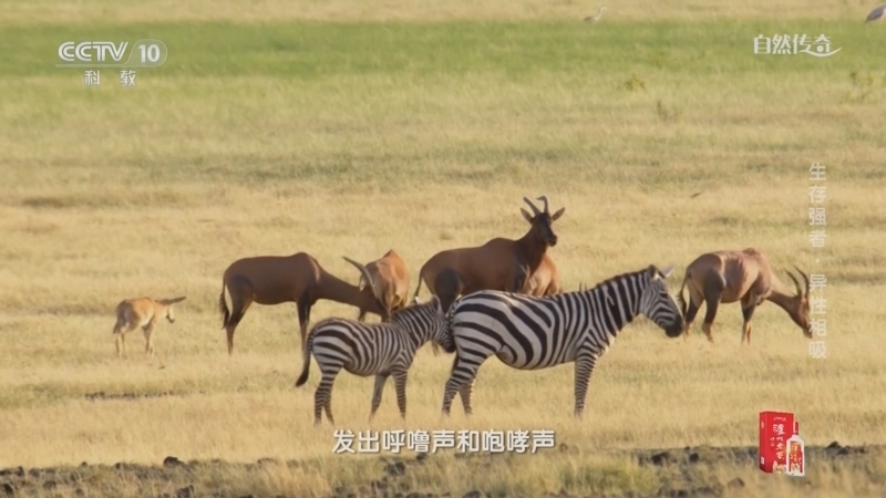 自然传奇 《自然传奇》 20230103 生存强者·异性相吸
