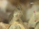 动物世界 《动物世界》 20170602 海底总动员