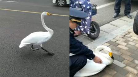 天鹅马路中央
