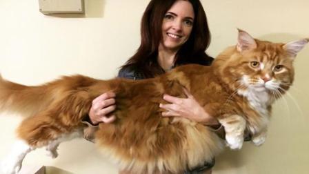 这只猫为什么能长这么大? 体形长达1米，比普通狗狗还要大!