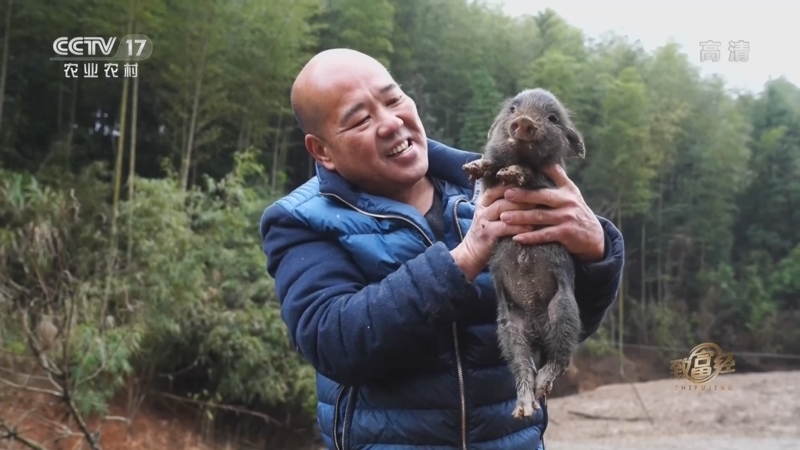 致富经 《致富经》 20220412 他的香猪有点野