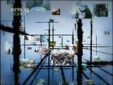 天网 天网 2011年 第10期 被盗的身份