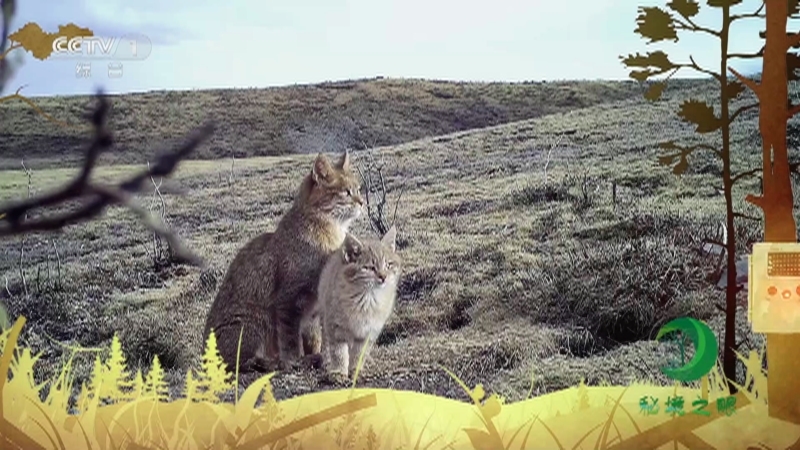 秘境之眼 《秘境之眼》 荒漠猫 20230618