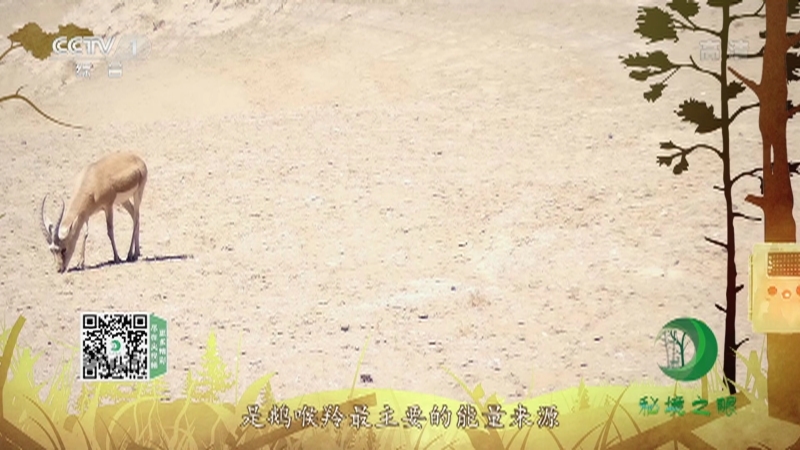 《秘境之眼》 鹅喉羚 20211024