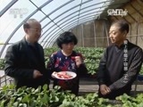 走近科学 《走近科学》 20160418 爱上草莓不容易（上）