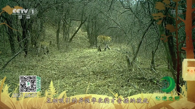 《秘境之眼》 豹 20210719