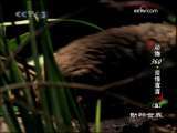 动物世界 动物世界 2009年 232期