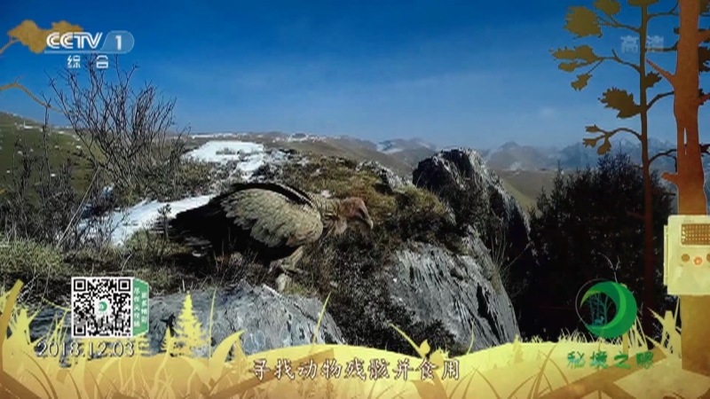 秘境之眼 《秘境之眼》 高山兀鹫 20220923