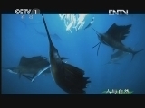 人与自然 《人与自然》 20130311 自然发现 生命-海阔凭鱼跃