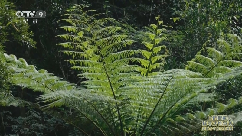 《美丽中国 自然——海南系列》 第1集 走进尖峰岭