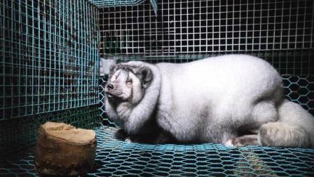 半岛奇闻 饲养主为了赚钱 残忍将狐狸养成“怪物” 重38斤只能趴着等死