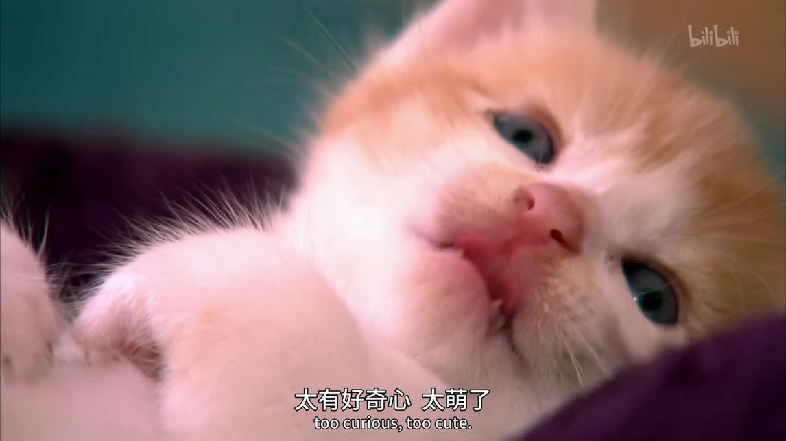 萨凡纳猫西伯利亚森林猫短毛家猫