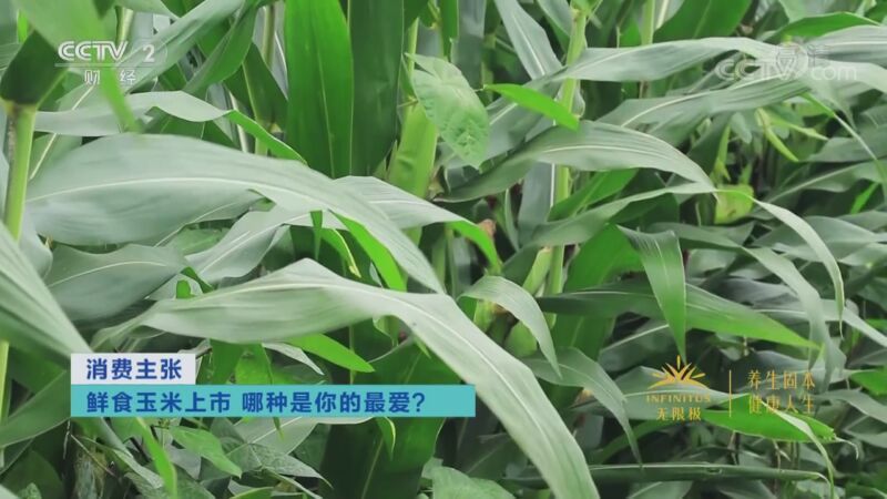 消费主张 《消费主张》 20201022 鲜食玉米上市 哪种是你的最爱？
