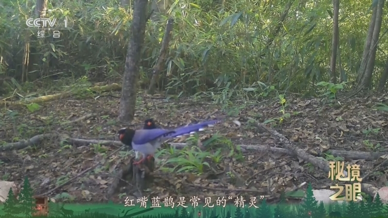 秘境之眼 《秘境之眼》 红嘴蓝鹊 20260411