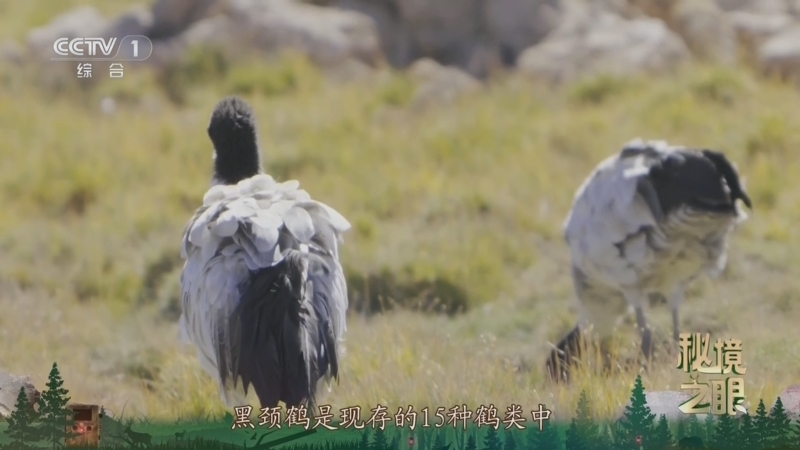 秘境之眼 《秘境之眼》 黑颈鹤 20250703