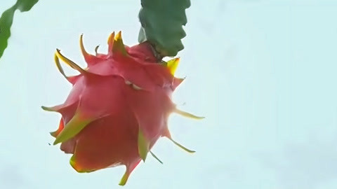 与梦想合拍 火龙果红红火火