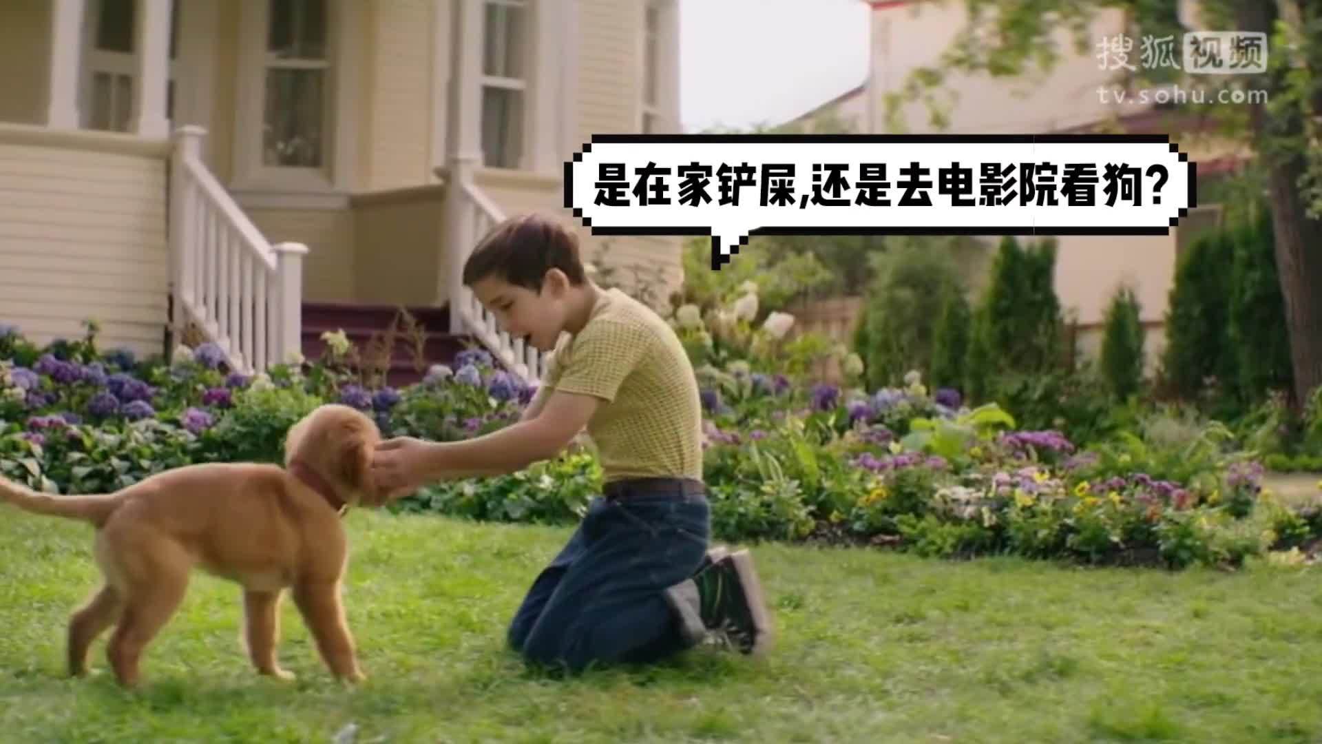 视知百科 狗主角猫配角，电影里什么时候有这规矩了？