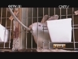 生财有道 《生财有道》 20141219 三兄弟的獭兔情缘
