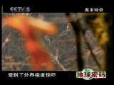 地球密码（周末精编节目） 周末精编节目 2010年 第162期 2-2