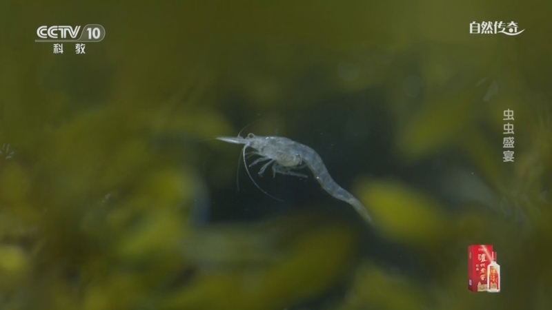 自然传奇 《自然传奇》 20250613 虫虫盛宴
