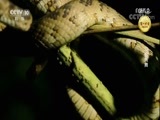 自然传奇 《自然传奇》 20171126 与蛇共舞