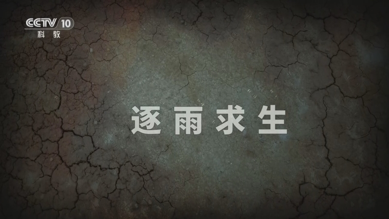 自然传奇 《自然传奇》 20260525 逐雨求生