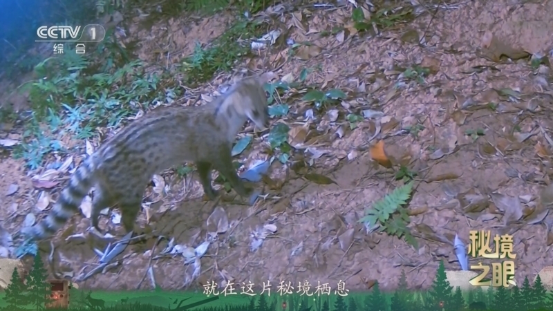 《秘境之眼》 小灵猫 20260111