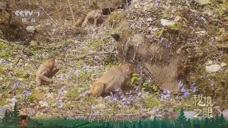 秘境之眼 《秘境之眼》 猕猴 20251119