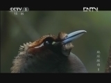 魅力纪录（CCTV-1综合频道） 《魅力纪录》 20121114 地球脉动 第八集 富饶丛林