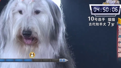 狗狗冲冲冲 忠犬仔仔百里寻主