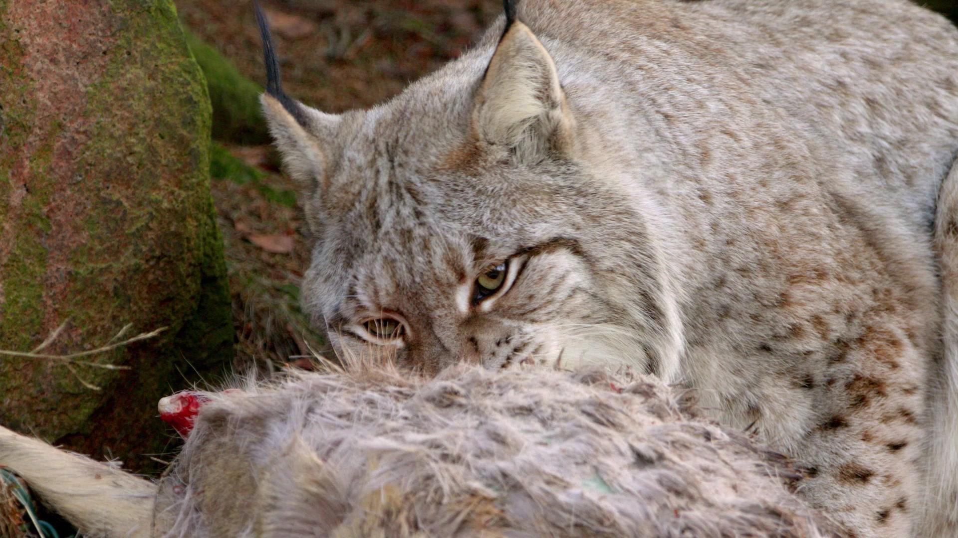 欧洲隐密珍宝第一季 第1集