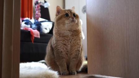 聊斋怪谈 宠物猫咪大早上醒来 就是跑到卧室门口等主人！